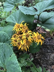 Ligularia