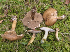 Suillus viscidus