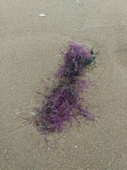 Gracilaria