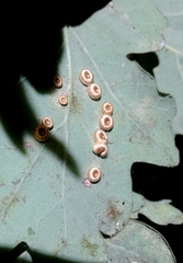 Neuroterus numismalis