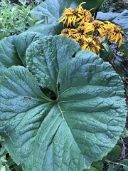 Ligularia