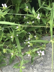Richardia grandiflora