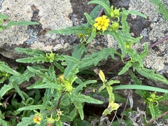 Sigesbeckia australiensis