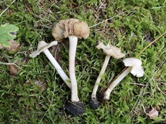 Inocybe umbratica