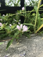 Richardia grandiflora