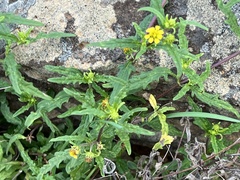 Sigesbeckia australiensis