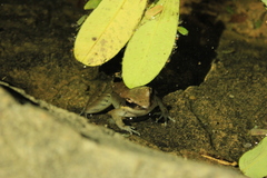 Sylvirana mortenseni