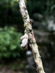 Parachondria
