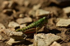 Epipodisma pedemontana