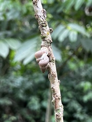 Parachondria