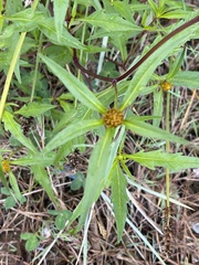 Bidens tripartita