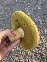 Boletus variipes
