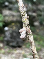 Parachondria