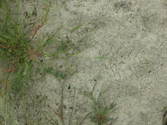 Eragrostis albensis