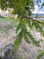 Taxodium distichum