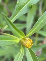 Bidens tripartita