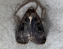 Pseudohermonassa bicarnea