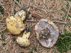Lactarius repraesentaneus