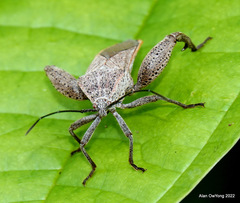 Physomerus grossipes