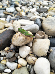 Locusta migratoria