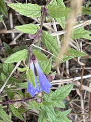 Scutellaria galericulata