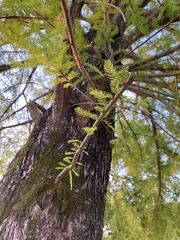 Taxodium distichum