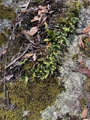 Dendrobium kingianum