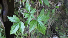 Clematis mauritiana