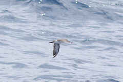 Puffinus lherminieri