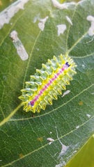 Zygaenoidea