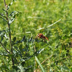 Asilus crabroniformis