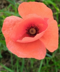 Papaver
