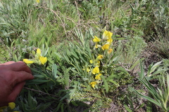 Thermopsis