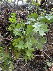 Quercus rubra