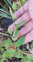 Convolvulus arvensis