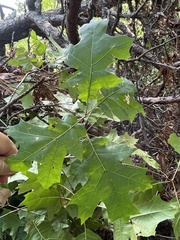 Quercus rubra