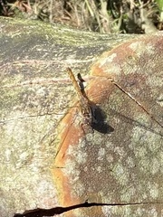 Sympetrum striolatum