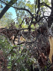 Quercus rubra