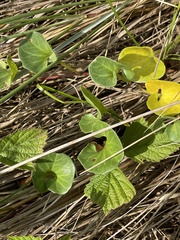 Calystegia soldanella