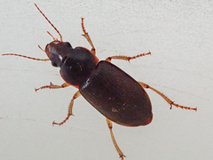 Harpalus griseus