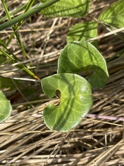 Calystegia soldanella