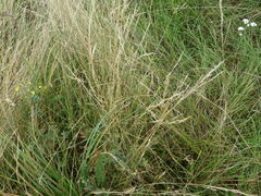 Agrostis vinealis