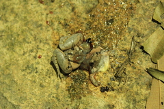 Microhyla pulchra