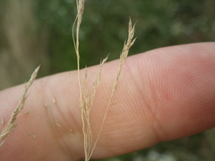 Agrostis vinealis