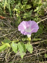 Calystegia sepium roseata