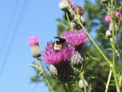 Bombus auricomus