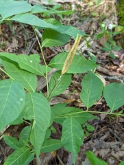 Amsonia tabernaemontana