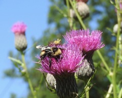 Bombus auricomus