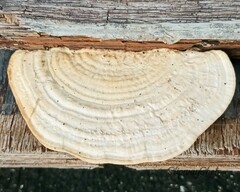 Trametes lactinea