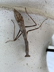 Stagmomantis